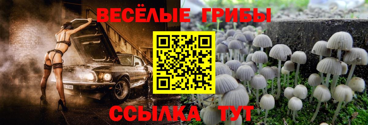 Галлюциногенные грибы Cubensis  Вход с VPN  Гусь-Хрустальный 